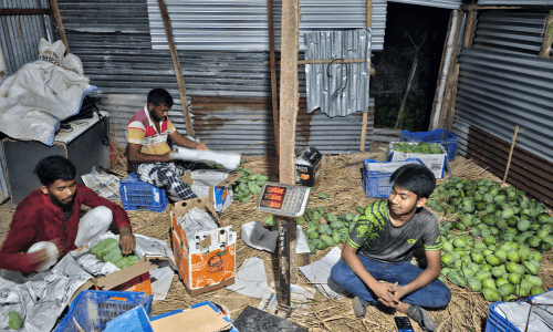 বাছাই ও গ্রেডিং
