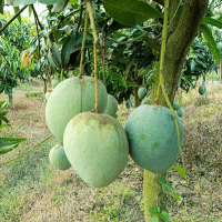 বারি-4