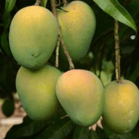 হাড়িভাঙ্গা