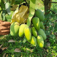 কাটিমন